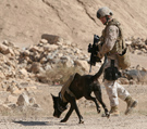 USMC IED Detector Dog