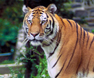 MISC_Bengal_Tiger