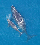 NA Right Whales