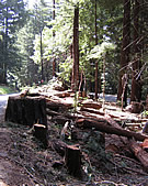 MISC PGE Clear Cut