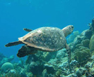 Sea_Turtle_lg