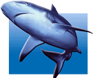 MISC_Shark.gif