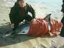 MISC_beached-dolphin.jpg