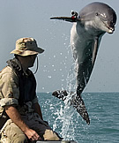 NAVY Dolphin K-Dog