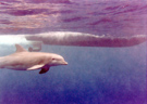 US Navy dolphin on patrol